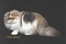 14_Catillak That Girl